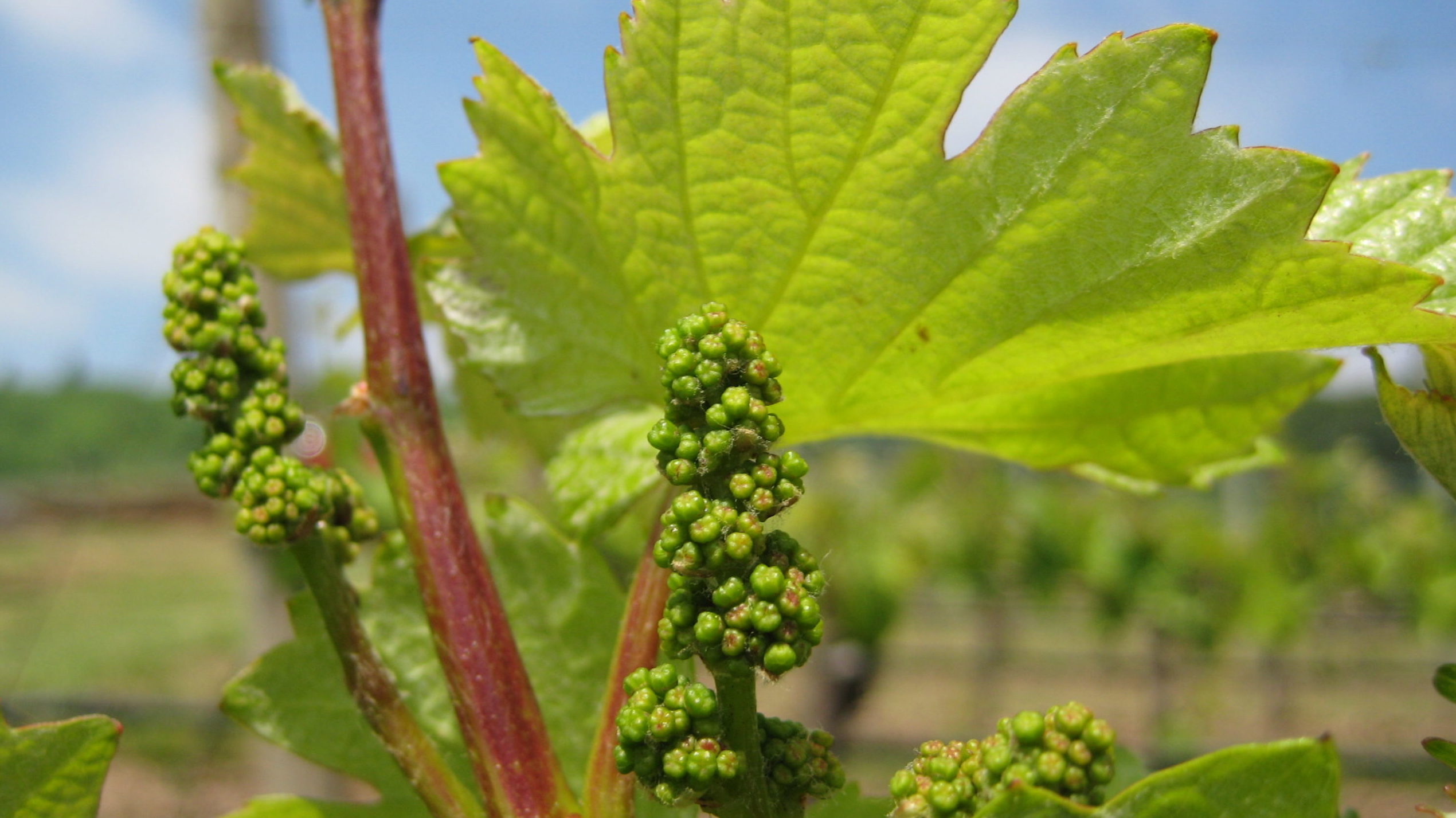 Viognier Grape Flowers before fertilization